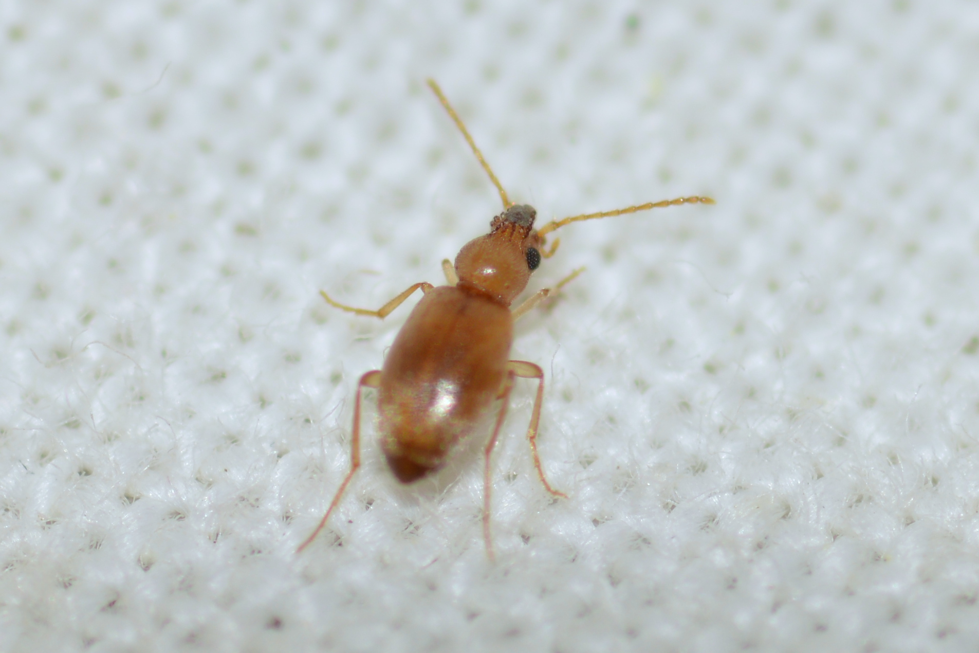 Mecynotarsus serricornis - kis nyakszarvúbogár