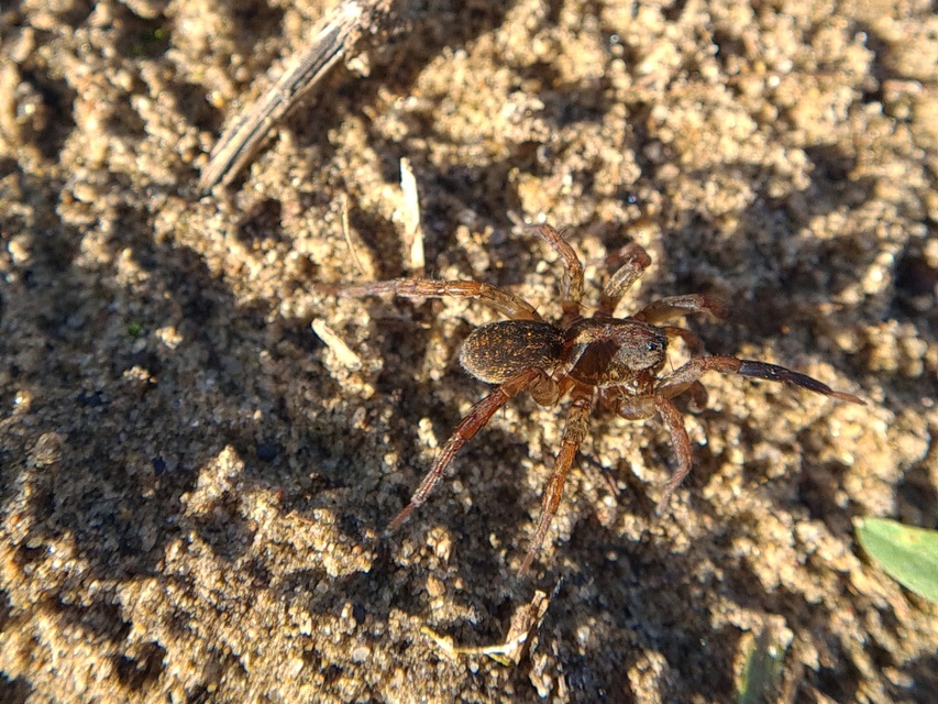 Trochosa