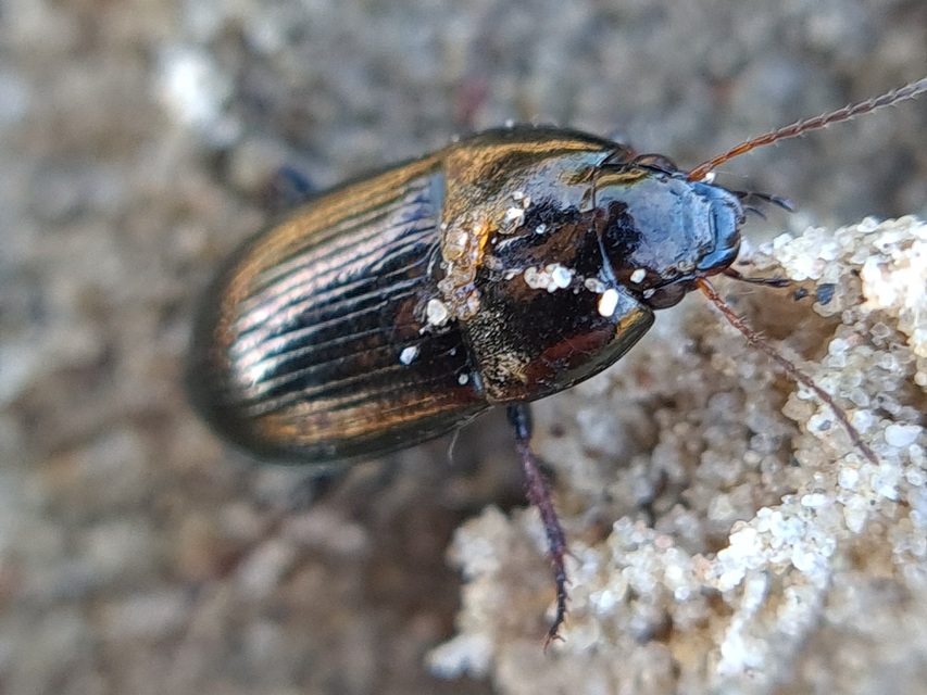Amara convexior - erdei közfutó Amara convexior - erdei közfutó