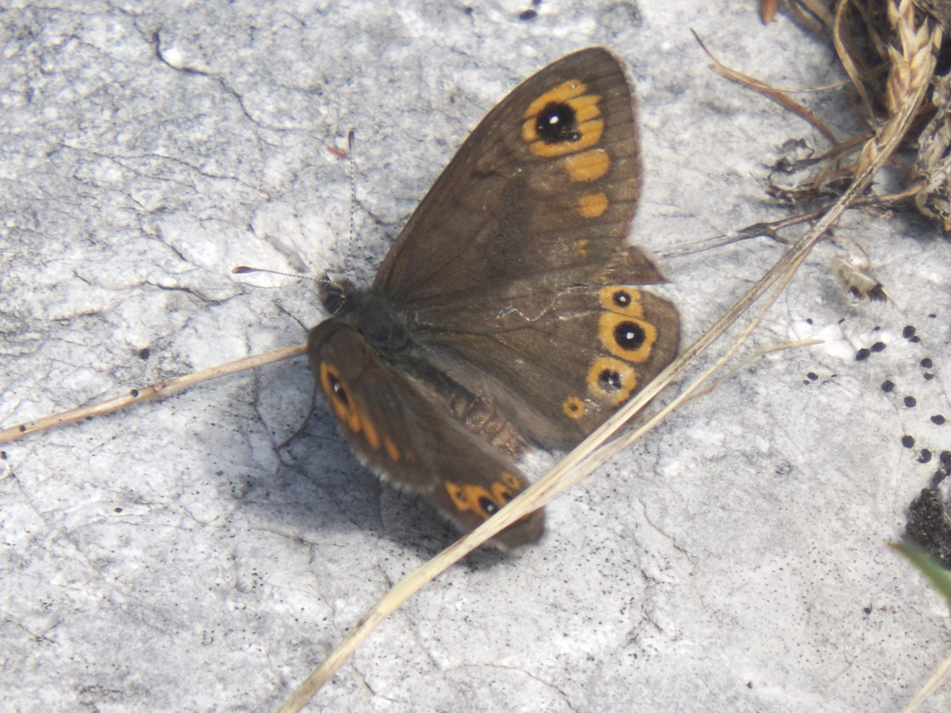 Lasiommata petropolitana - északi szemeslepke
