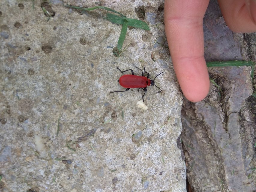 Pyrochroa coccinea - nagy bíborbogár