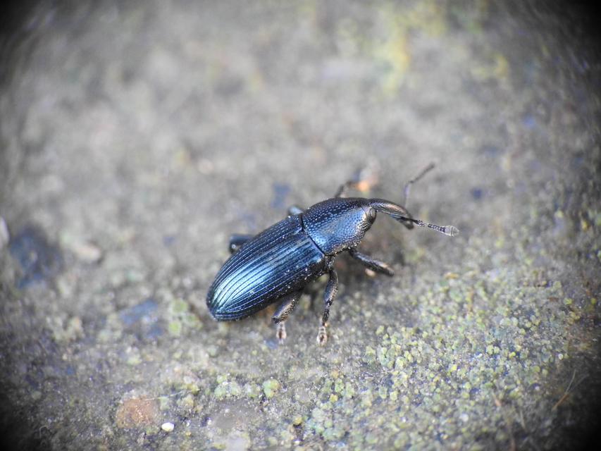 Aulacobaris lepidii - kékes zsázsabáris