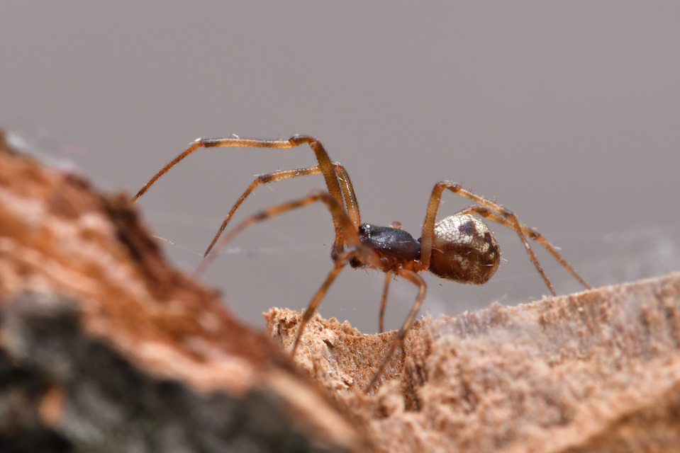 Steatoda triangulosa - háromszöges faggyúpók