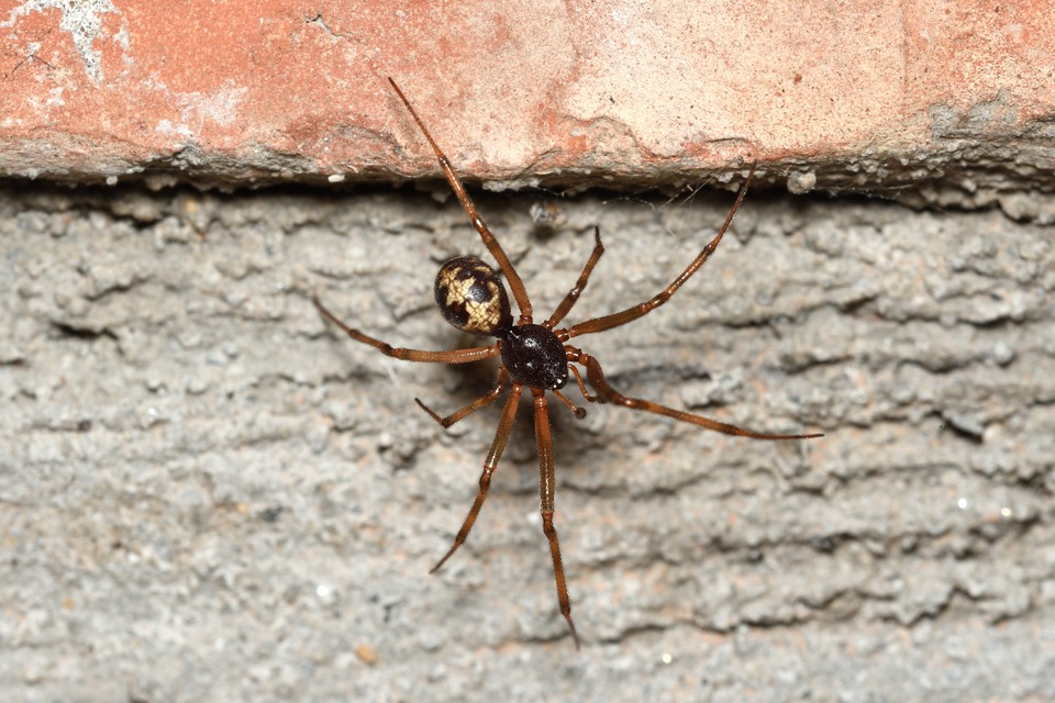 Steatoda triangulosa - háromszöges faggyúpók