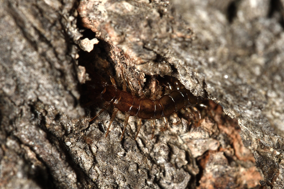 Lithobiidae