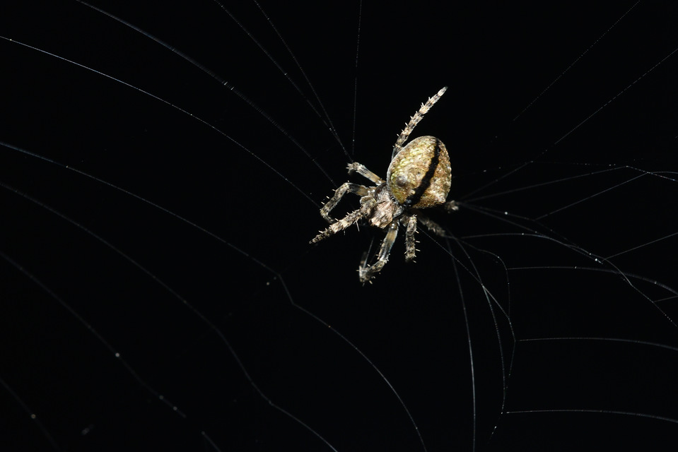 Araneus circe/angulatus