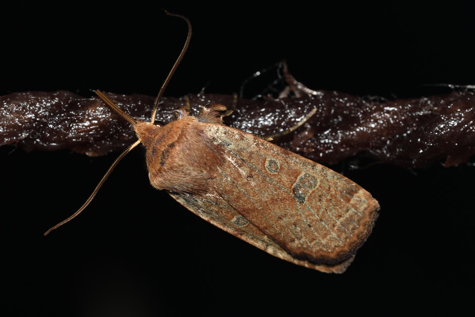 Conistra erythrocephala - vörösfejű őszibagoly