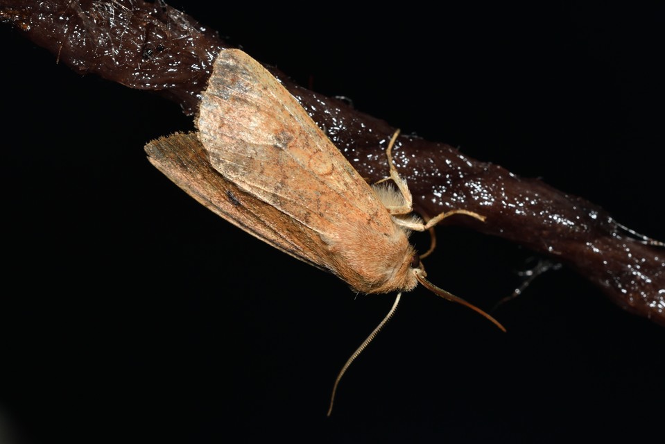 Sunira circellaris - okkersárga őszibagoly