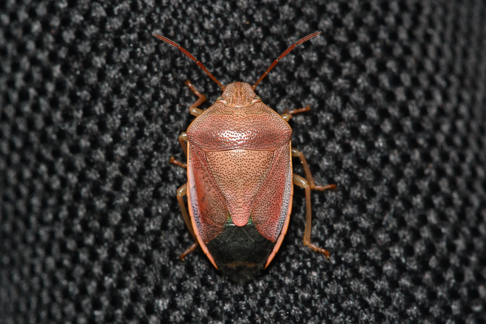 Piezodorus lituratus - bíboros címerespoloska Piezodorus lituratus - bíboros címerespoloska