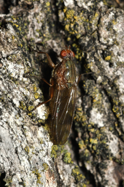 Scathophaga