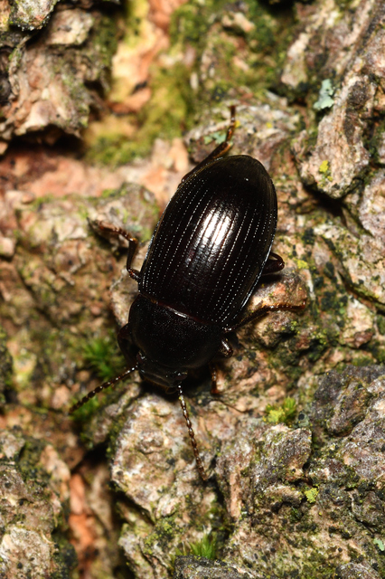 Nalassus dermestoides - rövidszárnyú gyászbogár