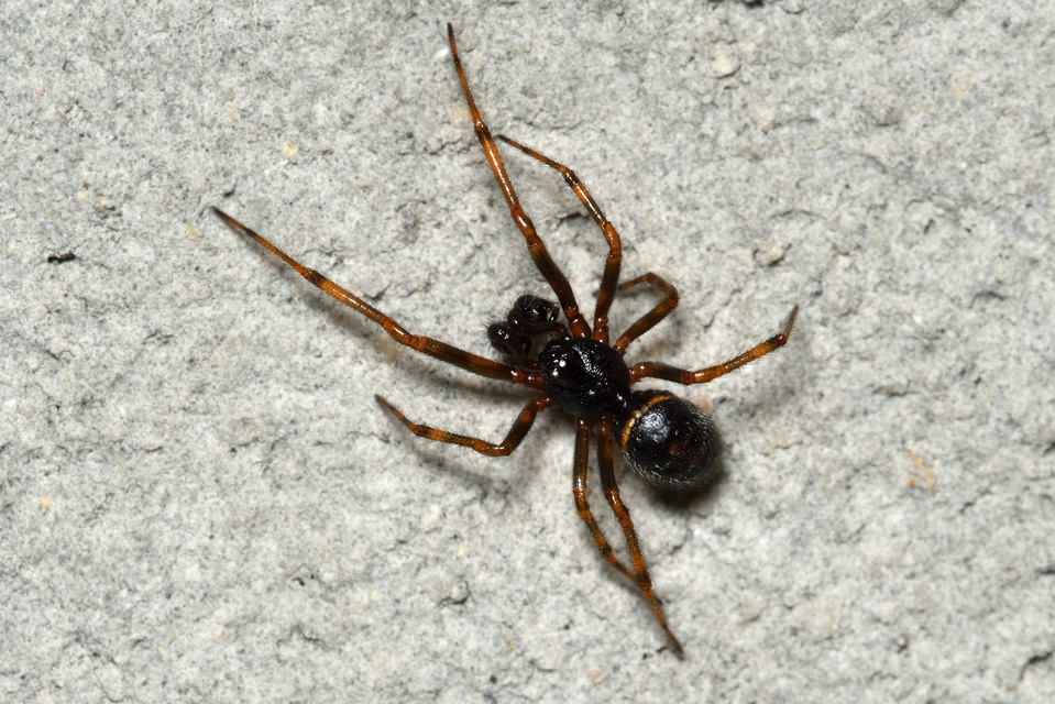 Steatoda bipunctata - kétpettyes faggyúpók
