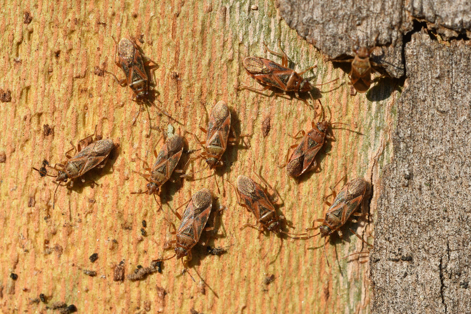 Arocatus longiceps - platánbodobács