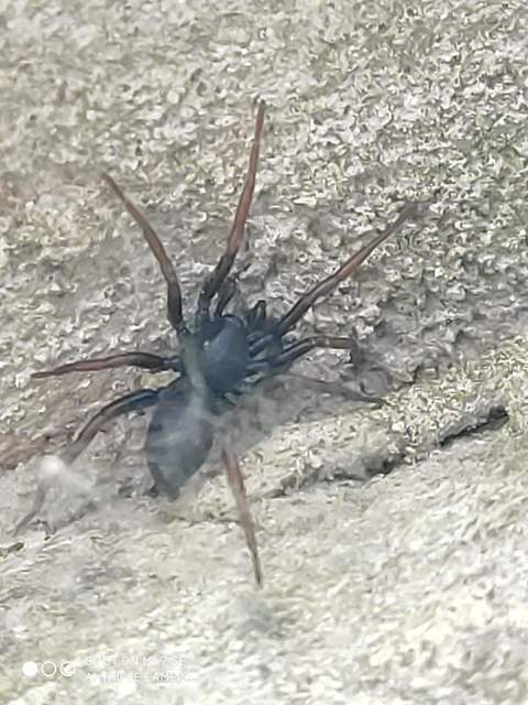 Trachyzelotes pedestris - vöröslábú gyászpók