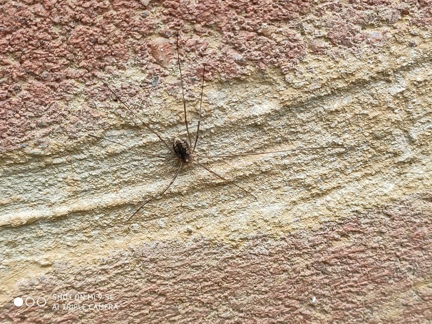 Phalangiidae