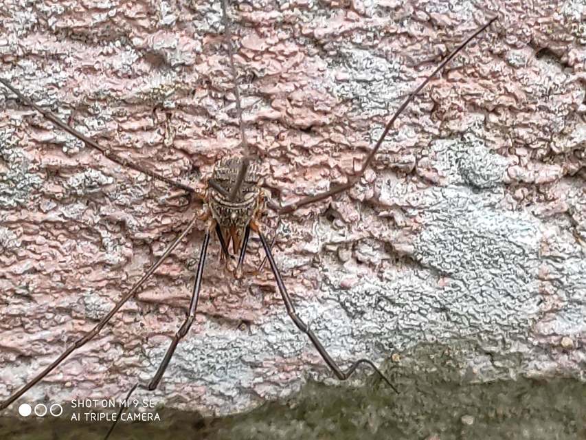 Phalangium opilio