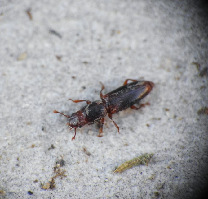 Rhizophagus bipustulatus - kétpettyes törekbogár