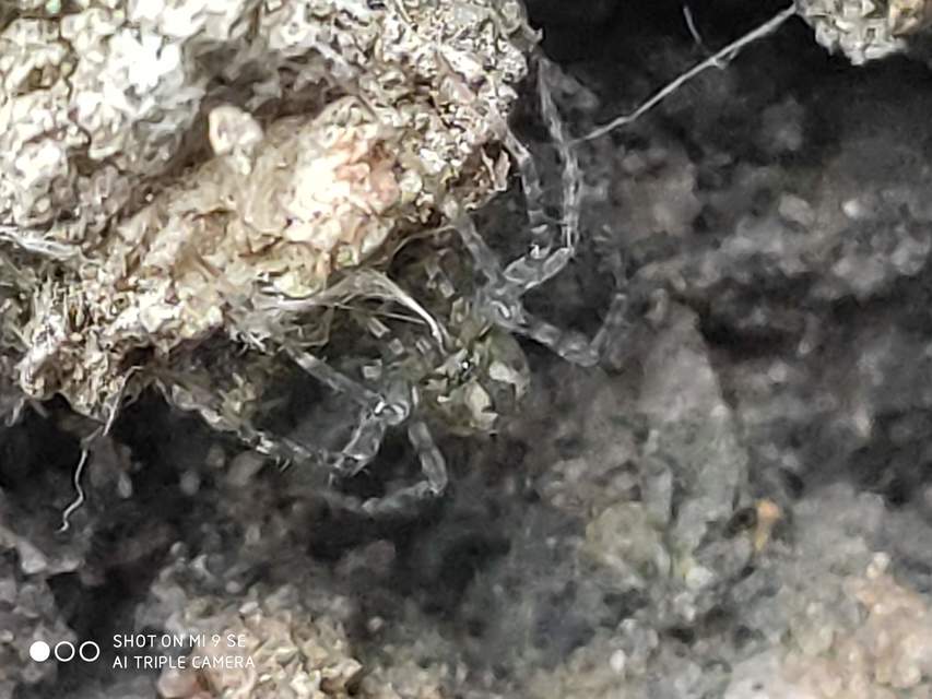 Tegenaria