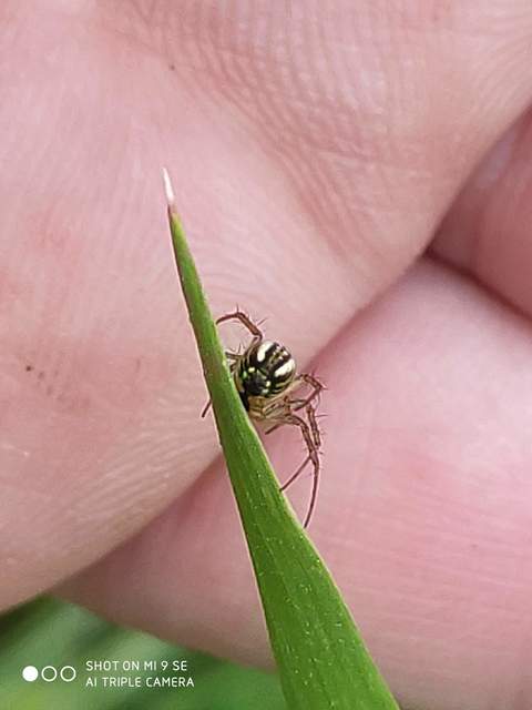 Mangora acalypha - réti keresztespók