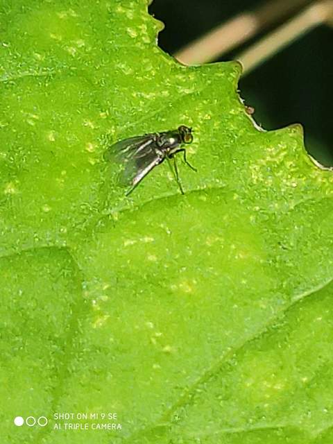 Dolichopodidae - szúnyoglábú legyek