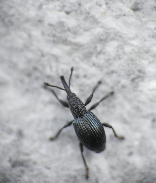 Ceratapion onopordi - szamárbogáncs-cickányormányos Ceratapion onopordi - szamárbogáncs-cickányormányos