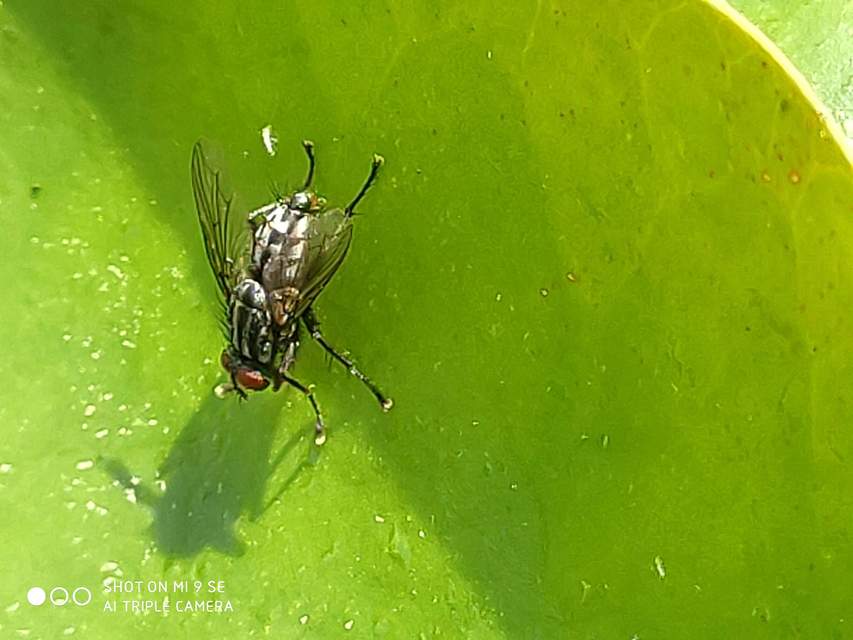 Sarcophagidae - húslégyfélék