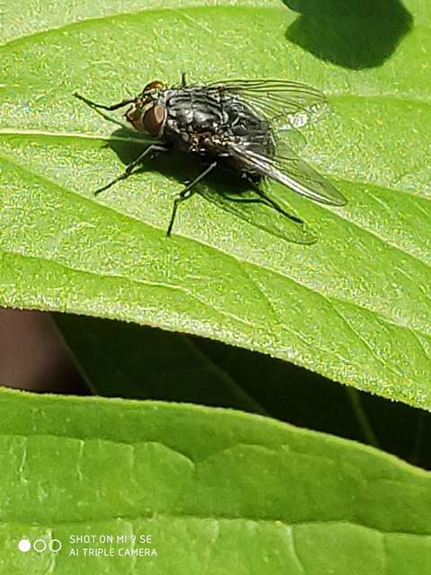 Calliphora vicina - kék dongólégy