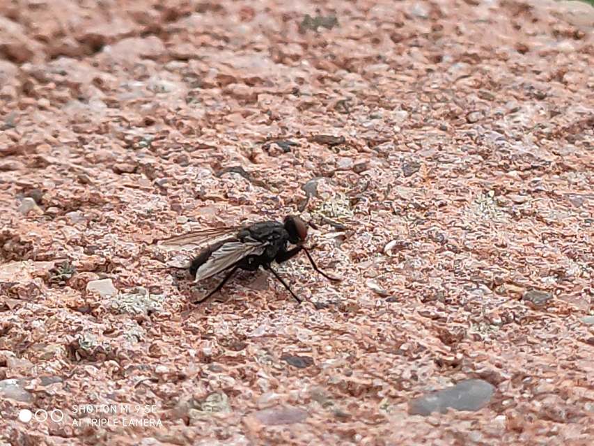 Sarcophagidae - húslégyfélék