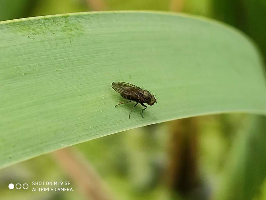 Notiphila