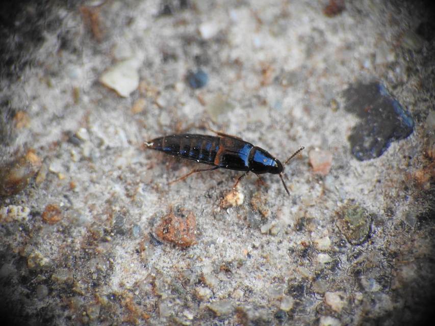 Mycetoporus piceolus - szurkos gombászholyva Mycetoporus piceolus - szurkos gombászholyva