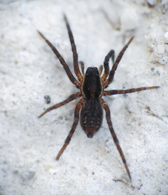 Piratula