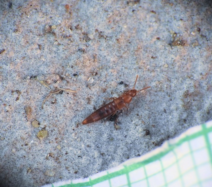 Oxypoda abdominalis - vöröses pudvaholyva