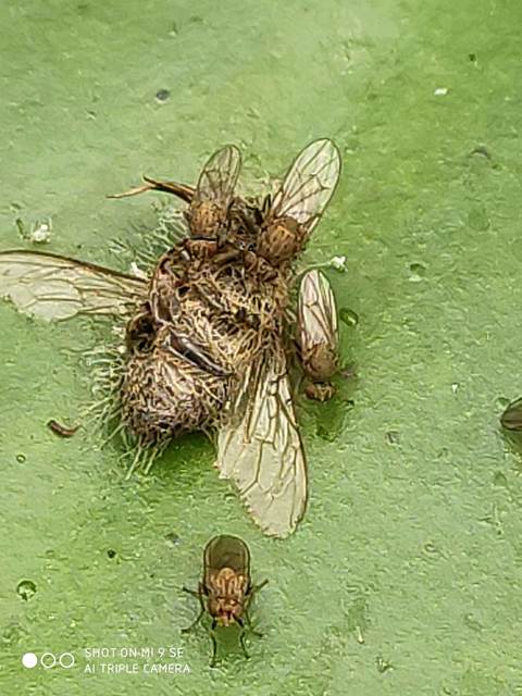 Notiphila