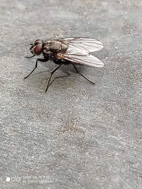 Hydrotaea