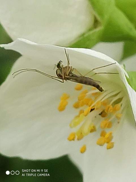 Chironomidae - árvaszúnyogok