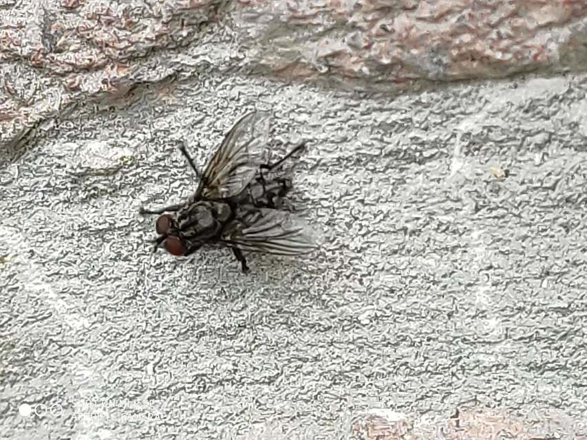 Sarcophagidae - húslégyfélék