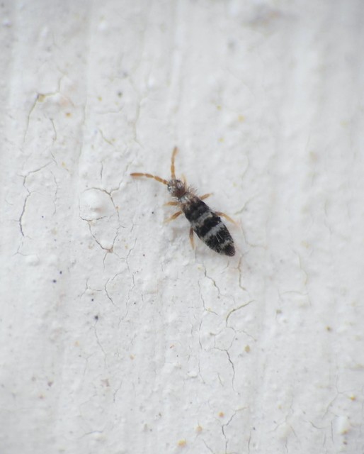 Collembola - Ugróvillások