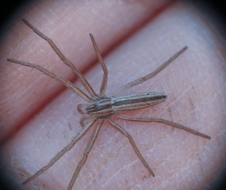 Tibellus
