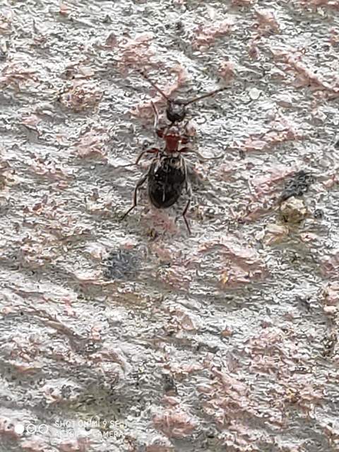 Anthelephila pedestris - hangyaszerű fürgebogár