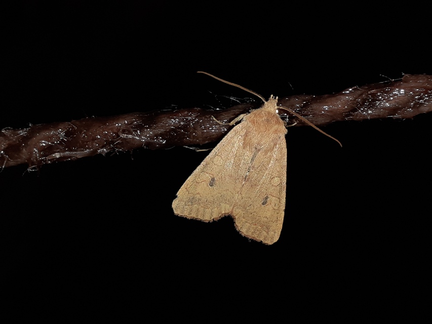 Sunira circellaris - okkersárga őszibagoly