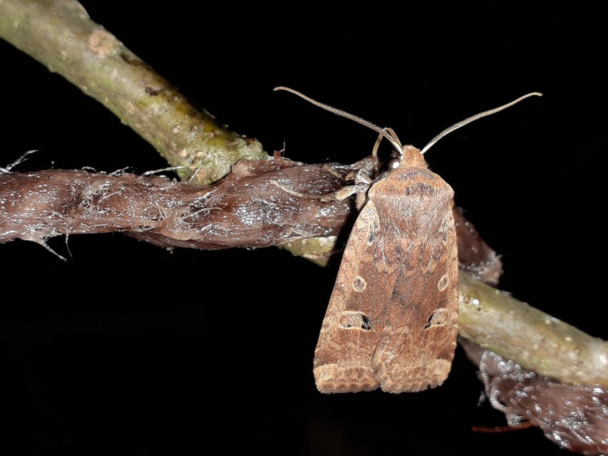 Conistra erythrocephala - vörösfejű őszibagoly