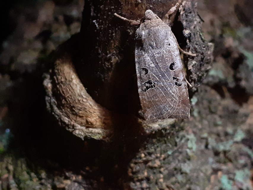 Conistra rubiginosa - szürke télibagoly