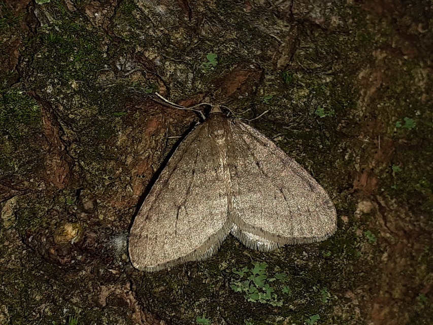 Operophtera brumata - kis téliaraszoló