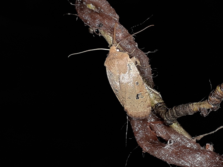 Conistra erythrocephala - vörösfejű őszibagoly