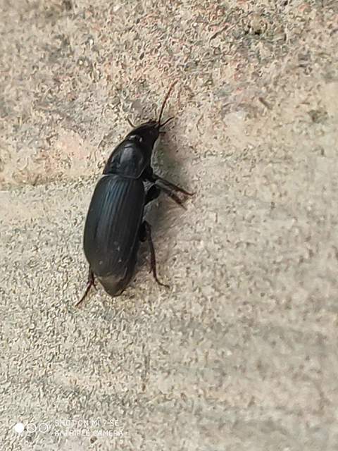Harpalus serripes - fekete lomhafutó