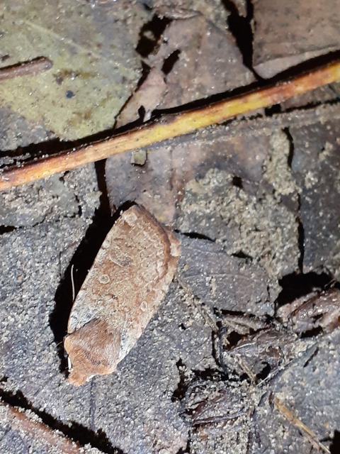 Conistra erythrocephala - vörösfejű őszibagoly