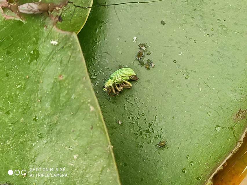 Polydrusus formosus - selymes lombormányos