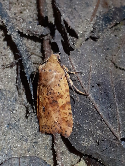 Conistra rubiginea - vörös őszibagoly