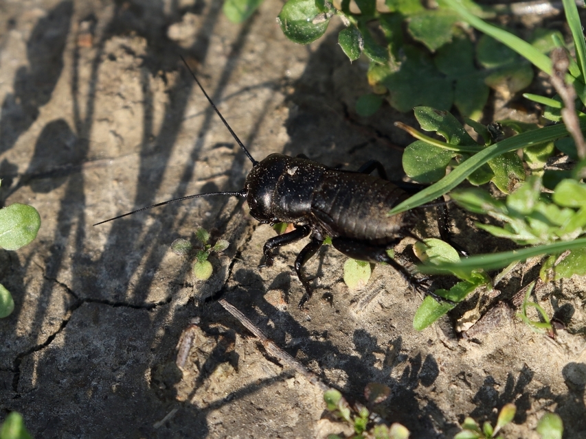 Gryllus campestris - mezei tücsök