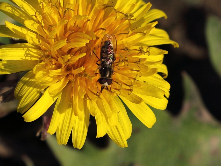Eupeodes